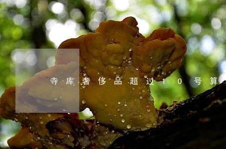 寺库奢侈品超过10号算逾期吗 寺库奢侈品超过10号算逾期吗