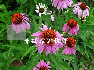 寻找客户软件 寻找客户软件