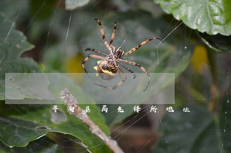 寻甸县局先锋所地址 寻甸县局先锋所地址