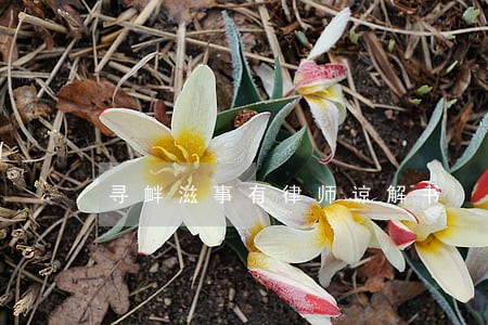 寻衅滋事有律师谅解书 寻衅滋事有律师谅解书
