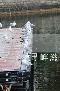 寻衅滋事罪在刑法第几章