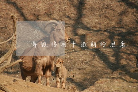 导致信用卡逾期的因素 导致信用卡逾期的因素