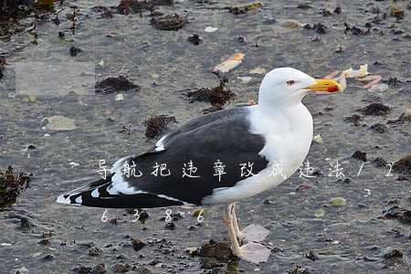 导航把违章改成违法/2023020196386 导航把违章改成违法/2023020196386