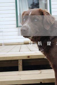 导航提示违法拍照指的是什么 导航提示违法拍照指的是什么