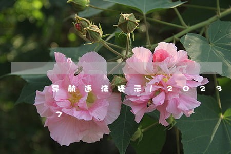 导航违法提示/2023012971367 导航违法提示/2023012971367