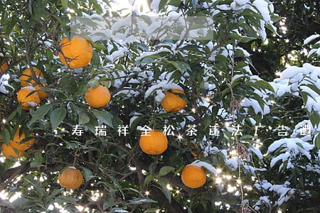 寿瑞祥全松茶违法广告遭查处 寿瑞祥全松茶违法广告遭查处