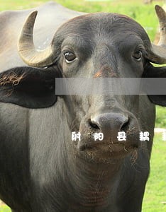 射阳县耦耕法律服务所 射阳县耦耕法律服务所