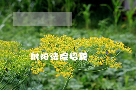 射阳法院招聘 射阳法院招聘