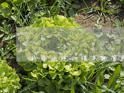 将乐法院加强车辆管理 将乐法院加强车辆管理