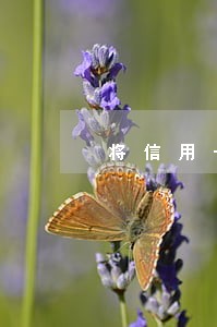 将信用卡借给他人逾期如何解决