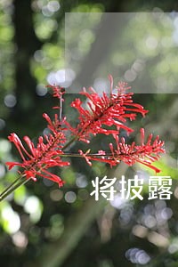 将披露11宗违法案件细节 将披露11宗违法案件细节