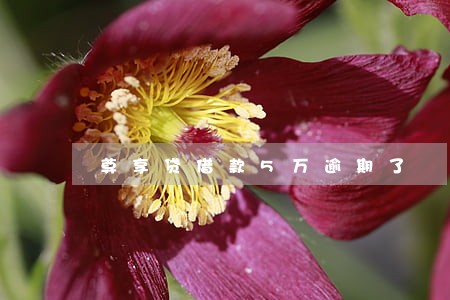 尊享贷借款5万逾期了 尊享贷借款5万逾期了