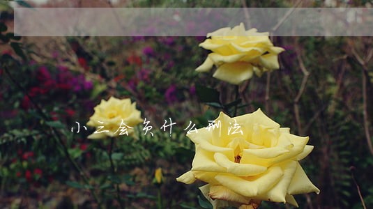 小三会负什么刑法 小三会负什么刑法