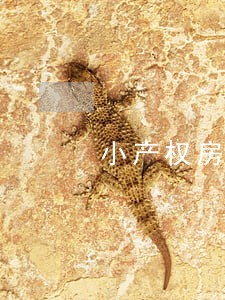 小产权房法院能没收吗