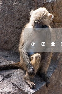 小企业怎么聘请法律顾问 小企业怎么聘请法律顾问