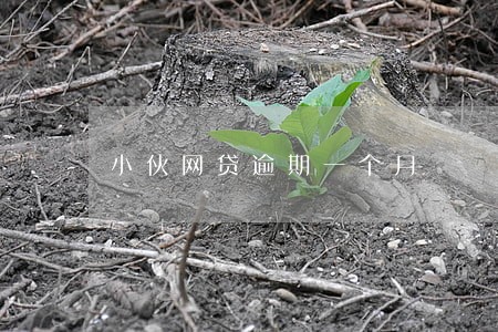 小伙网贷逾期一个月 小伙网贷逾期一个月