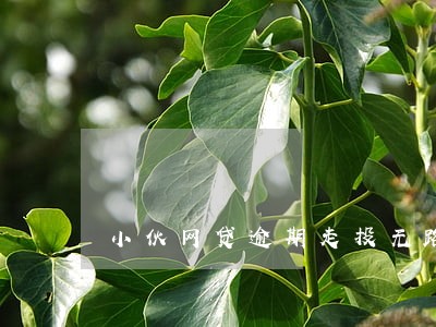 小伙网贷逾期走投无路 小伙网贷逾期走投无路