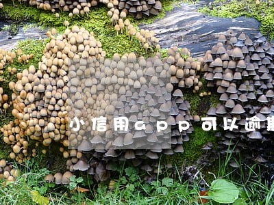 小信用app可以逾期几天 小信用app可以逾期几天