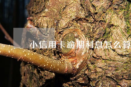 小信用卡逾期利息怎么算 小信用卡逾期利息怎么算