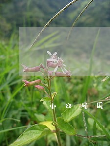 小公司国税申报逾期2天
