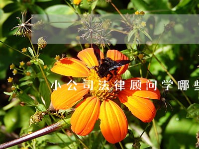 小公司法律顾问学哪些 小公司法律顾问学哪些