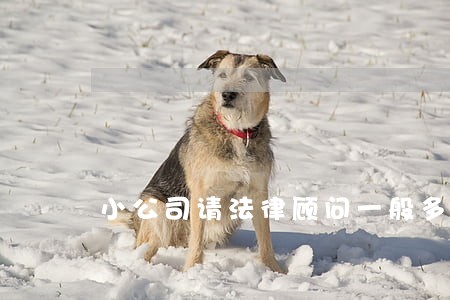 小公司请法律顾问一般多少钱 小公司请法律顾问一般多少钱