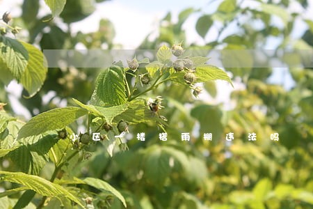 小区一楼搭雨棚违法吗