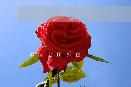 小区会所诉讼 小区会所诉讼