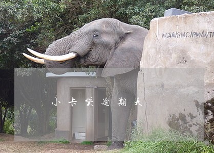 小卡贷逾期天