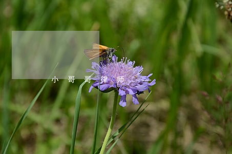 小哥哥律师 小哥哥律师