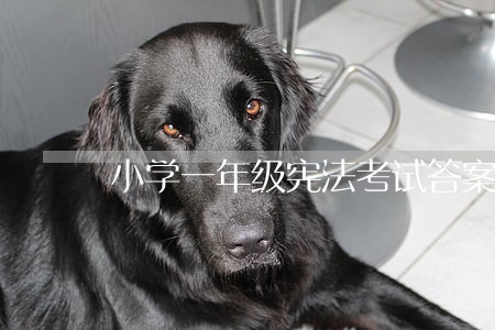 小学一年级宪法考试答案 小学一年级宪法考试答案