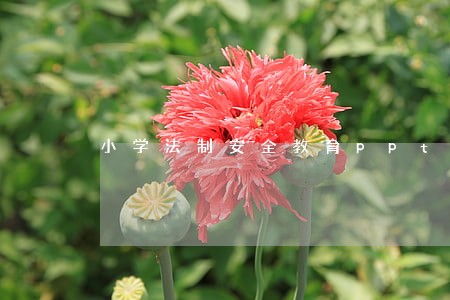 小学法制安全教育ppt