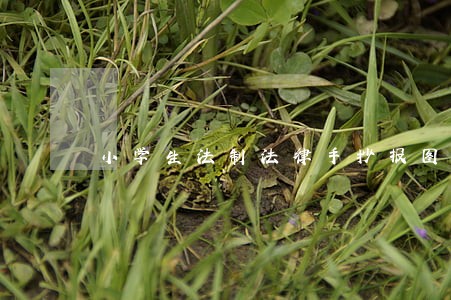 小学生法制法律手抄报图片大全 小学生法制法律手抄报图片大全