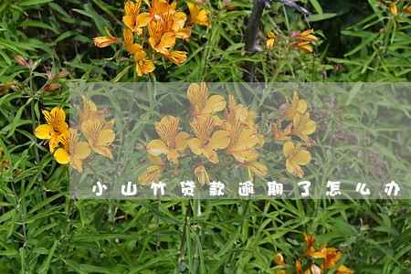小山竹贷款逾期了怎么办 小山竹贷款逾期了怎么办