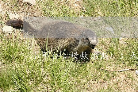 小平台上借款逾期15天会怎样 小平台上借款逾期15天会怎样