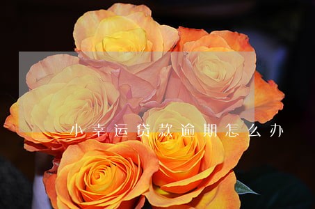 小幸运贷款逾期怎么办 小幸运贷款逾期怎么办