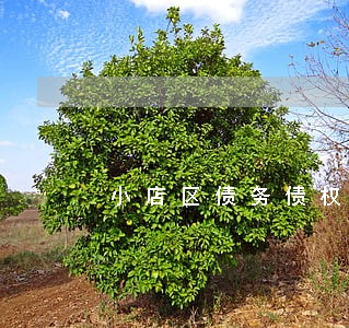 小店区债务债权案件律师有哪些 小店区债务债权案件律师有哪些