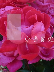 小当家逾期1天会怎么样 小当家逾期1天会怎么样