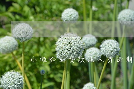小微企业贷款法人有逾期