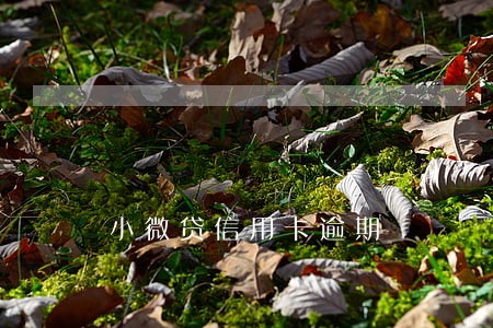 小微贷信用卡逾期 小微贷信用卡逾期