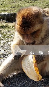 小明智还信用卡逾期 小明智还信用卡逾期