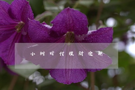 小树时代理财逾期 小树时代理财逾期