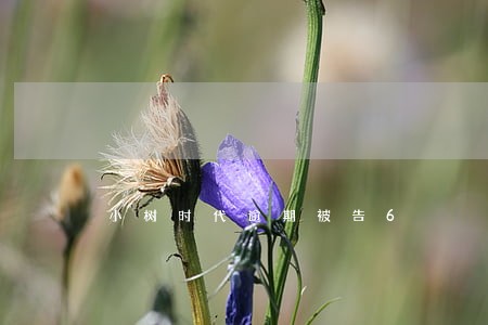 小树时代逾期被告6 小树时代逾期被告6