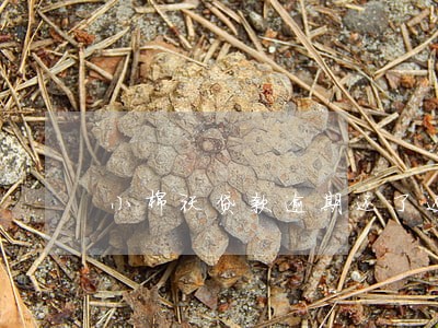 小棉袄贷款逾期还了还能借嘛 小棉袄贷款逾期还了还能借嘛