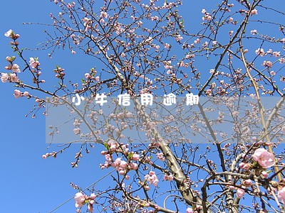 小牛信用逾期 小牛信用逾期