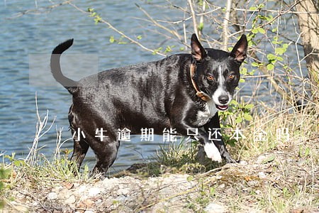 小牛逾期能只还本金吗 小牛逾期能只还本金吗