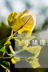 小猪理财逾期2个月了 小猪理财逾期2个月了