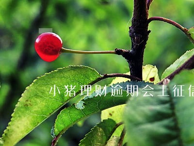 小猪理财逾期会上征信吗 小猪理财逾期会上征信吗