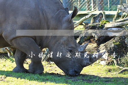 小猪理财逾期兑付公告 小猪理财逾期兑付公告
