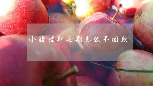 小猪理财逾期怎么不回款 小猪理财逾期怎么不回款